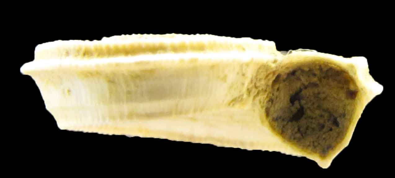 Pseudomalaxis aldrovandii